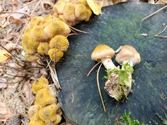 Armillaria gallica