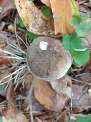 Xerocomellus pruinatus