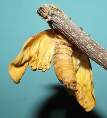 Tagoropsis flavinata