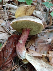 Xerocomellus pruinatus