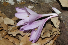 Colchicum feinbruniae