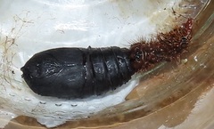 Tagoropsis flavinata