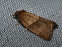 Philedone gerningana