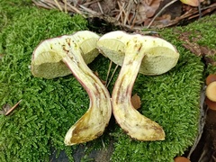 Xerocomellus pruinatus