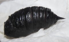 Tagoropsis flavinata