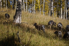 Ovis canadensis