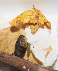 Tagoropsis flavinata