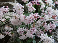 Asperula aristata