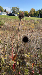 Echinacea angustifolia