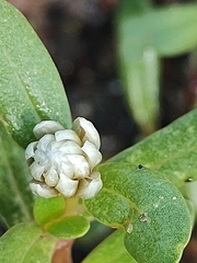 Blutaparon portulacoides