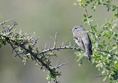 Anairetes flavirostris