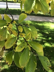 Ulmus pumila