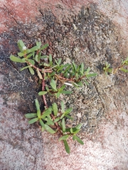 Blutaparon portulacoides
