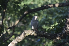 Kaupifalco monogrammicus