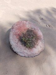 Blutaparon portulacoides