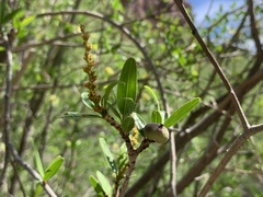 Pleradenophora bilocularis