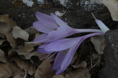 Colchicum feinbruniae