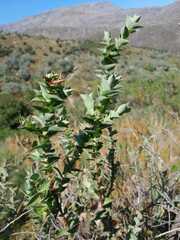 Aspalathus perfoliata