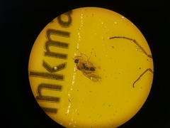 Elaphropeza ephippiata