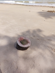Blutaparon portulacoides