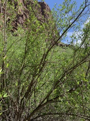 Pleradenophora bilocularis