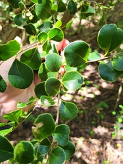 Sideroxylon obovatum