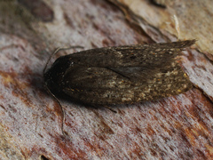 Philedonides lunana