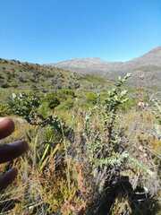 Aspalathus perfoliata