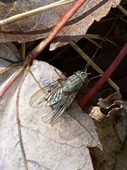 Muscoidea