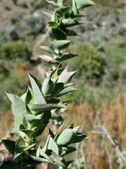 Aspalathus perfoliata