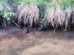 Myocastor coypus
