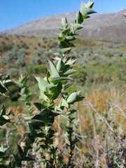 Aspalathus perfoliata