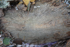 Scolytus