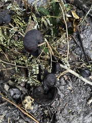 Enterolobium