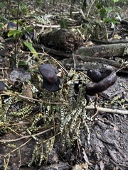 Enterolobium