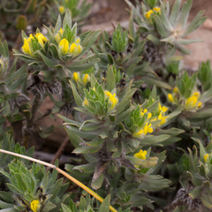 Xiphotheca lanceolata