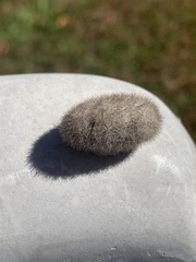Lophocampa caryae