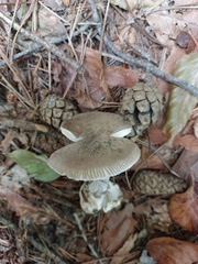 Amanita vaginata