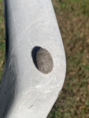 Lophocampa caryae