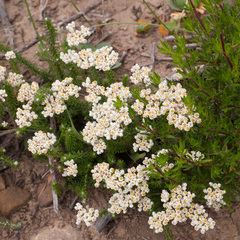 Helichrysum teretifolium