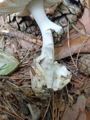 Amanita vaginata