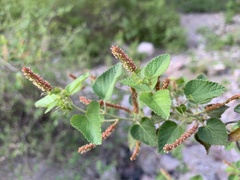 Acalypha californica