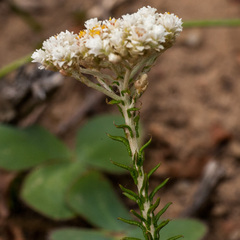 Helichrysum teretifolium