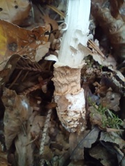 Amanita rubescens
