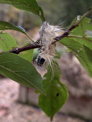 Acronicta americana