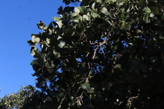 Quercus ithaburensis