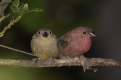Lagonosticta senegala
