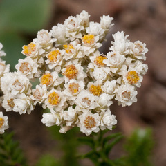 Helichrysum teretifolium