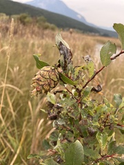 Rabdophaga rosaria