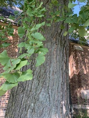 Ginkgo